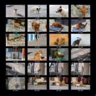 animals_s_02