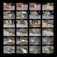 animals_s_03