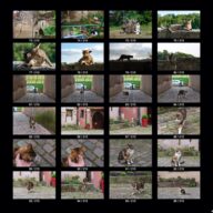 animals_s_05