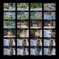 animals_s_07