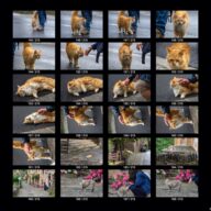 animals_s_08