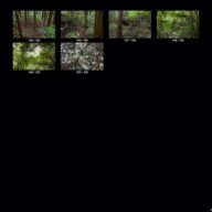 woods_s_08